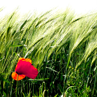 Gro�es Bild